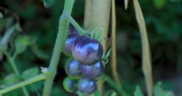 李子柒的后院曝光,看清她种植的食材,网友:向往的生活!