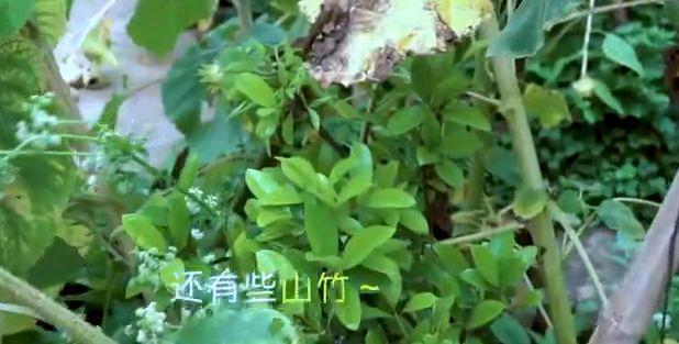 李子柒的后院曝光,看清她种植的食材,网友:向往的生活!