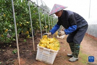​“金佛手”飘香