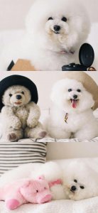 ​比熊犬高清壁纸