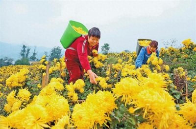​金菊飘香 带富一方