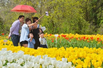 ​太子湾挤爆？良渚郁金香花海人少速来