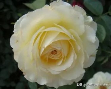 ​分享图片——丰富多彩的月季花