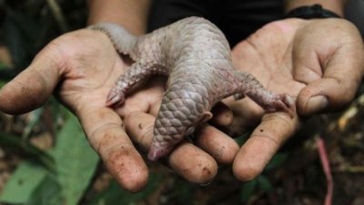 ​人类嘴里的野生动物(1)——穿山甲