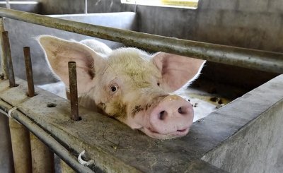 ​涨价不代表好消息！生猪行情难预测，市场稳定性遥遥无期？