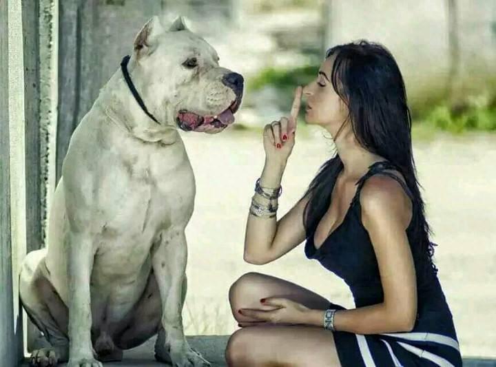 世界十大猛犬排行