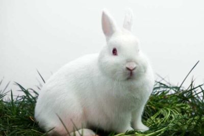 东张西望指的是代表打猜解一生肖动物，谜底剖析诠释落实